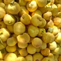 خریدار ضایعات میوه به ( هیوا) وبه دانه