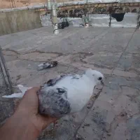 کبوتر معاوضه
