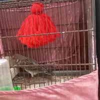 سهره خاکی قناری