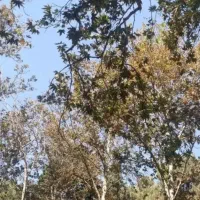 همراه برای پیاده روی در پارک غرب تهران