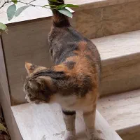 گربه پیدا شده