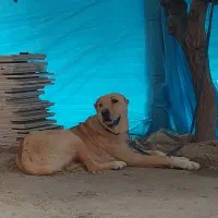 سگ گم شده|حیوانات|بجنورد, |دیوار