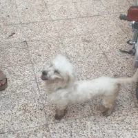 سگ اهلی