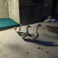 سالم وعالی|حیوانات مزرعه|نگین شهر, |دیوار