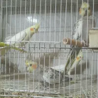 عروس هلندی بالغ|پرنده|طرقبه, |دیوار