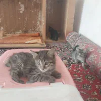 گربه