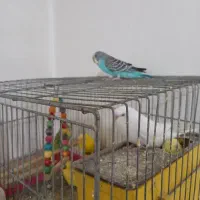 جوجه مرغ عشق