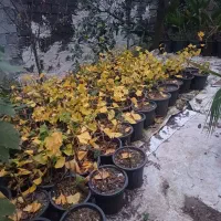 ژینگو سطل ۳|خدمات باغبانی و درختکاری|رودسر, |دیوار