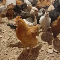 خروس جوان ۳ماهه|حیوانات مزرعه|طاهرگوراب, |دیوار