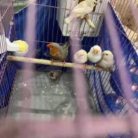 فنچ کینگ اورنج و انگلیسی