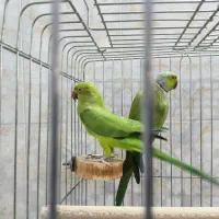 جفت ملنگو|پرنده|قم, بنیاد|دیوار