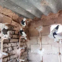 طوقی واکسی جوانه|پرنده|سبزوار, باهنر|دیوار