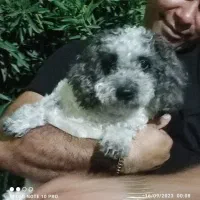 گمشده در محدوده شهید رستمی