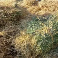 یونجه خالص بدونه کوچک ترین علف
