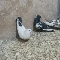 کبوتر بهبهانی