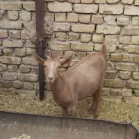 بز سانان|حیوانات مزرعه|مبارکه, |دیوار