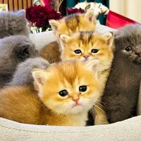 گربه های زیبای اشرافی خانگی