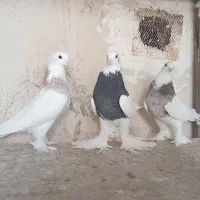 کبوتر طوقی  نر و ماده|پرنده|قم, کلهری|دیوار