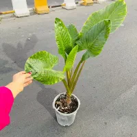 گیاهان آپارتمانی با مشاوره گیاهپزشکی رایگان