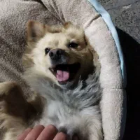 سگ پامر اشپیتز