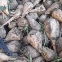 چغندر دامی|حیوانات مزرعه|شازند, |دیوار