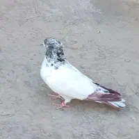 کبوتر نر کلدار|پرنده|قم, کیوانفر|دیوار