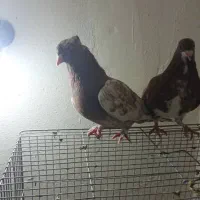 کفتر|پرنده|شیراز, تندگویان|دیوار