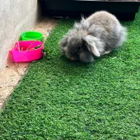 خرگوش لوپ بلو