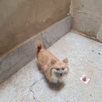 سگ  پامر