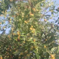عناب|خوردنی و آشامیدنی|مشهد, طرق|دیوار