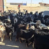 فروش بز بزغاله معاوضه با ماشین سواری غیره