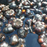 فروش سیر ترشی شمالی