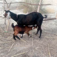 بز ماده داشتی هیکلی با بزغاله