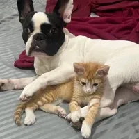 فرنچ بولداگ