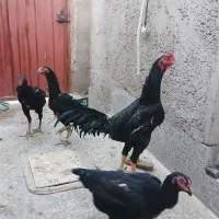 خروس اوشامو لاری