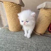 گربه پرشین سوپرفلت