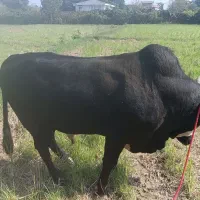 تشک ورزا محلی|حیوانات مزرعه|چالوس, |دیوار