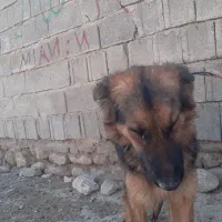 سگ ژرمن مایه واگزاری|سگ|صومای برادوست, |دیوار