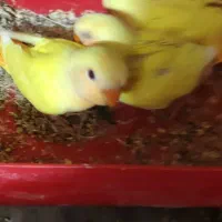 جوجه برزیلی|پرنده|شیراز, زرهی|دیوار