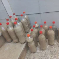 بذر اصلاح شده برا کاشت بهاره،توم امسال،بزر مغز دار