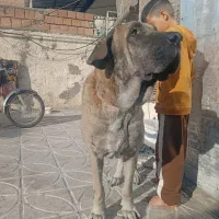 واگذاری پژدر