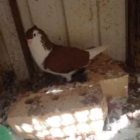 کبوتر رنگی خوشگل