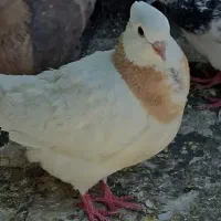 کبوتر کاشونی پر ،پیت، دم سفید