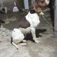 پوینتر انگلیسی ماده معاوضه