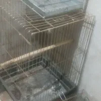 سهره نر|پرنده|خوی, |دیوار