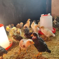 جوجه مرغ محلی