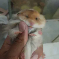 بچه همستر|موش و خرگوش|کرمانشاه, |دیوار