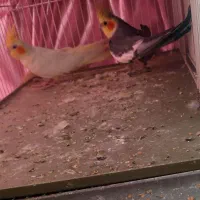 عروس هلندی مولد