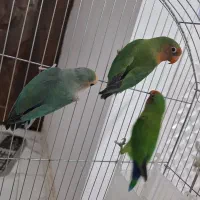 طوطی بزریلی|پرنده|پاکدشت, پاکدشت (مامازند)|دیوار