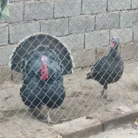 بوقلمون نر و ماده